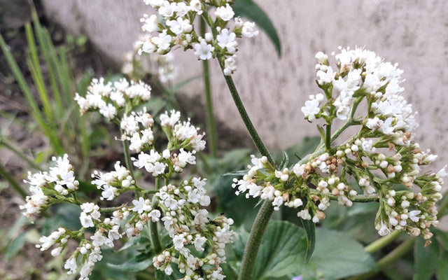 Jatamansi For Hair: The Ayurvedic Super Herb!