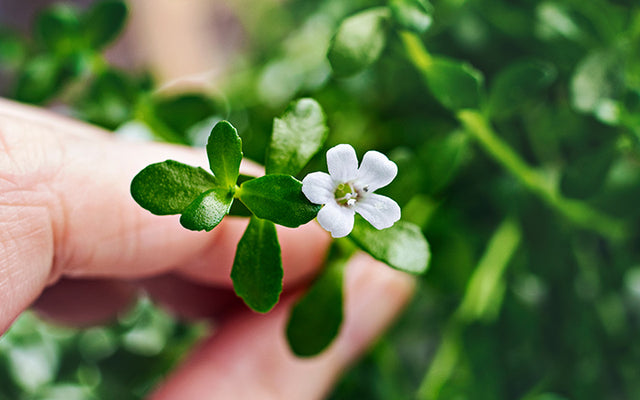 10 Lesser-Known Benefits Of Brahmi For Your Skin