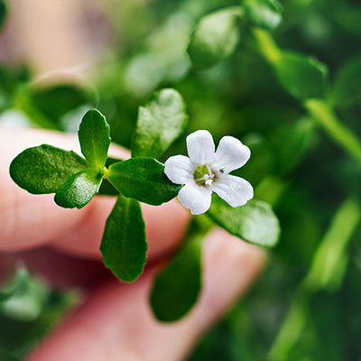 10 Lesser-Known Benefits Of Brahmi For Your Skin