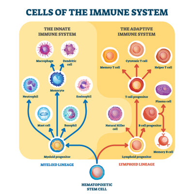 Innate Vs. Adaptive Immunity: Types, Mechanisms & Differences