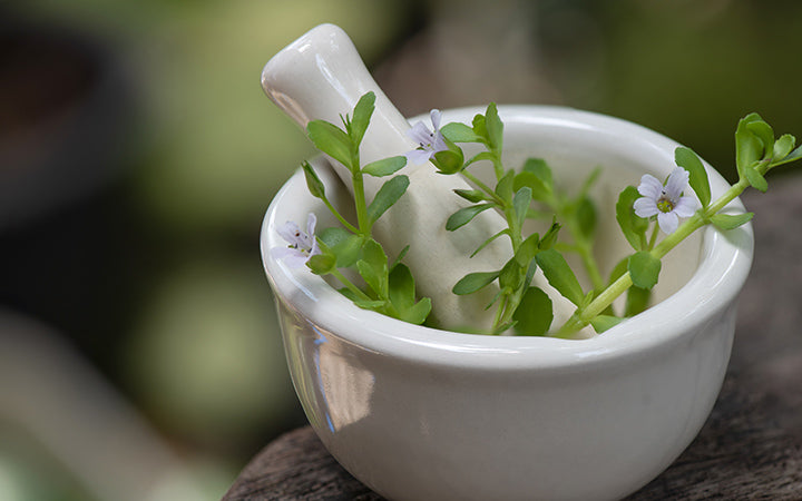 Serene Brahmi For Hair Image Illustration Serene Brahmi For Hair Image Illustration