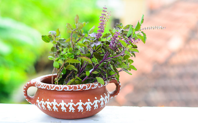 How To Use Tulsi, The Ayurvedic Elixir, For Your Skin Disorders?