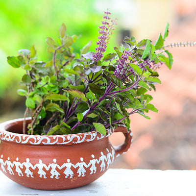 How To Use Tulsi, The Ayurvedic Elixir, For Your Skin Disorders?