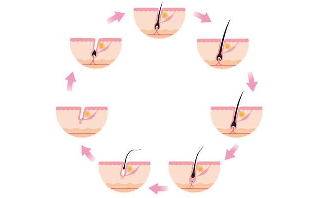 Hair Growth Cycle: Understanding The Structure Of Your Follicles