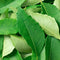 Curry leaves